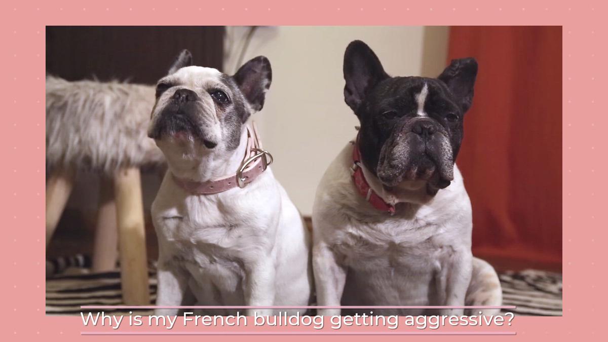'Video thumbnail for Why is my French bulldog getting aggressive? – What To Do'