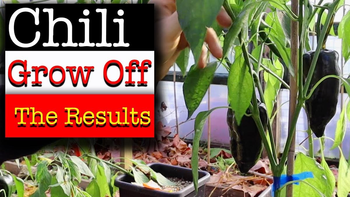 'Video thumbnail for Chili Pepper Grow Off Challenge  - The Results - UKHWG Vs Chillichump'