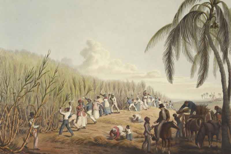 Slaves cutting the sugar cane on the Island of Antigua, 1823 - Mission 3R