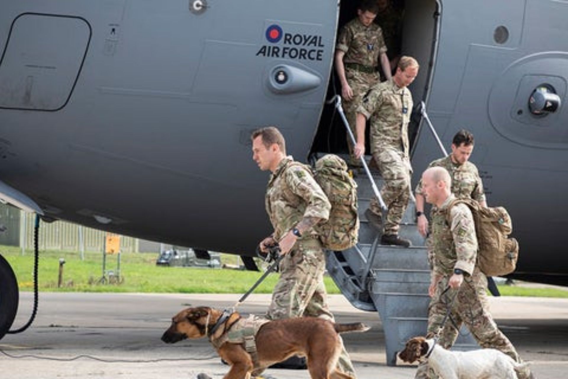 service dogs left in Afghanistan