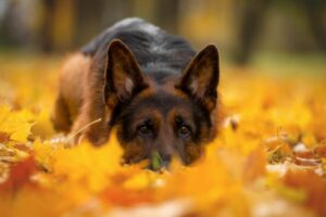 Dogs Breeds With the Most Health Problems