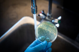 E coli bacteria culture plate held against running tap water